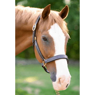 A horse with a harness on its head.