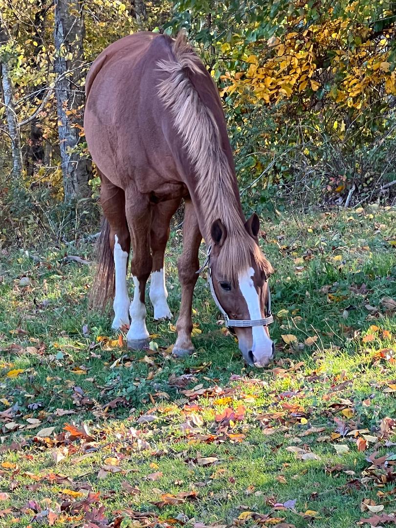 A horse grazing in the grass near some trees.